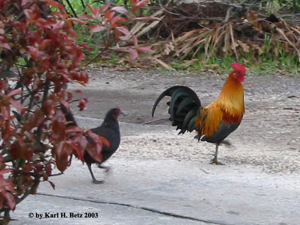 Fitzgeralds Chickens 030315.jpg [140 Kb]